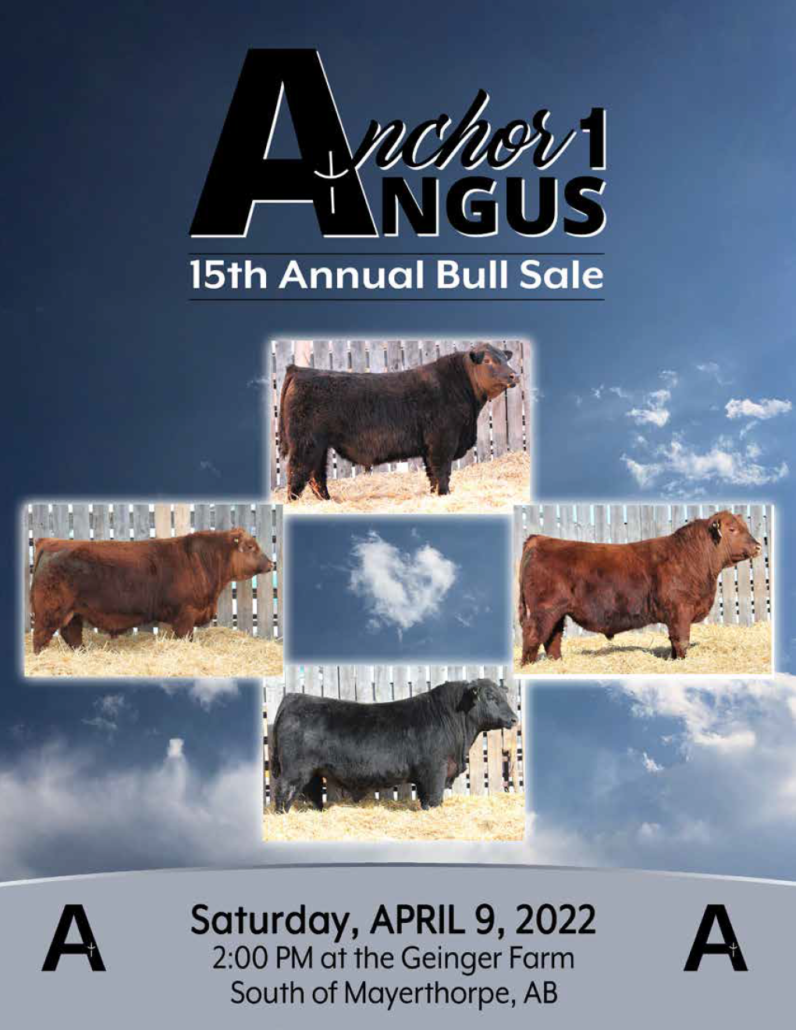 Anchor 1 Angus 2022 Catalog